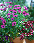 Osteospermum 'Purple Osontis', Verbena 'Quartz Burgundy'