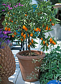 Fortunella margarita (Oval-Kumquat) auf Balkon