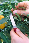 Cutting cuttings from Citrus X mitis