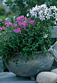 Phlox stolonifera 'Homefire'