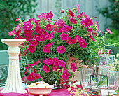 Petunia SunPleasure 'Deep Pink'