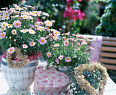 Argyranthemum frutescens 'Daisy Crazy', 'Summit Pink'