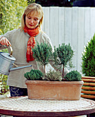 Plant box with herbs