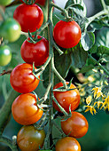 Cocktail tomato 'Picolino' (Lycopersicum)