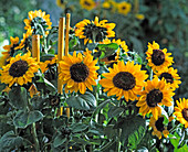 Helianthus annuus 'Sonja'