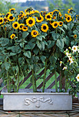 Helianthus annuus 'Prado Gold'