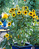 Helianthus annuus 'Sonja'