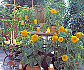 Gefüllte Sonnenblumen 'Santa Fe'