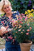 Argyranthemum Frutescens 'Bright Carmine'