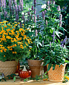 Tagetes tenuifolia 'Orange Gem', Agastache, Salvia farinacea