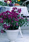 Bougainvillea glabra