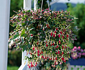 hanging basket with fuchsia hybr., Ipomoea batata 'Variegata'