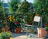 Tomaten, Helianthus (Sonnenblumen), Sanvitalia
