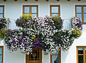 Balkon Geländer mit Petunia Surfinia Conchita 'Blueberry Frost'