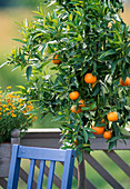 Citrus myrtifolia (Mandarine)
