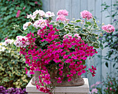 Pelargonium 'Chelsea Gem', 'Retalis Crystal' (panaschiert)