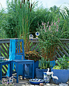 Balkon mit Typha / Rohrkolben, Houttuynia, Lythrum