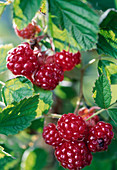 Rubus-Hybr. 'Dorman Red' (Japanische Weinbeere)