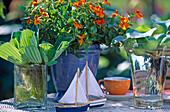 Eichhornia (water hyacinth), Pistia (water lettuce)