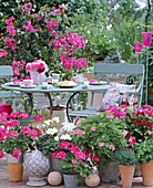 Pelargonium zonal hybrids (geranium), pelargonium graveolens