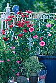 Rose 'Gertrude Jekyll', Monarda 'Gardenview Red'