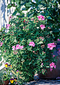 Pelargonium graveolens (rose geranium) - rose fragrance