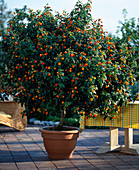 Lantana camara hybrid 'Prof. Raoux'