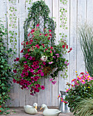 Wire basket with Hedera helix (ivy), Petunia 'Giant Purple'