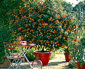 Lantana camara hybrid 'Prof. Raoux'