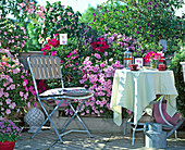 Rosa Balkon Petunia 'Cascadia Pink Spark', Verbena (Eisenkraut), Salvia