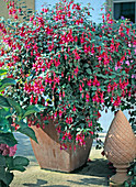 Fuchsia hybrid