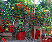 Bauernbalkon mit Capsicum 'Medusa' , Tomate, Tagetes 'Favourite Red',