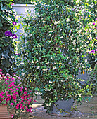 Trachelospermum jasminoides (Sternjasmin)