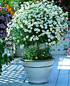 Argyranthemum frutescens (Margeriten-Stämmchen)