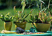 Carnivorous plants: Sarracenia purpurea (tube plant)