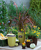 Pennisetum setaceum 'Rubrum' (pipe cleaner grass)