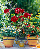 Argyranthemum 'Blue Petite' (Marguerite, Pelargonium)