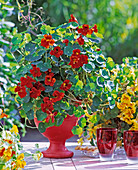 Tropaeolum majus