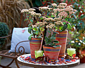 Sedum spectabile, stonecrop