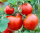 Tomate 'Culina' f1, ausgezeichneter Geschmack, ertragsreich,