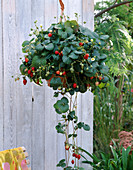 Strawberry as a flower basket 'Elan' F1 hybrids