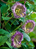 Cobaea scandens