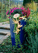 Glazed pot planted in autumn with Aster hybr., Erica