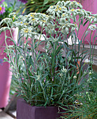 Leontopodium (edelweiss)