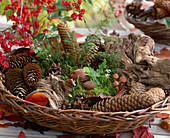 Basket with roots, cones, moss and brown caps as decoration