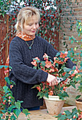 Cutting back abutilon hybrids in the fall