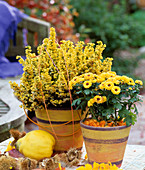 Erica gracilis (Heide gelb besprüht), Dendranthema (Herbstchrysanthemen 'Improv')