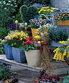 Etagere mit Narcissus 'Hawesa', Ranunculus, Myosotis (Vergißmeinnicht)