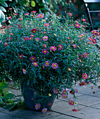 Argyranthemum 'Bright Carmine' (Marguerite)