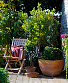 Magnolia in summer foliage, box in spiral form, Laurus (lorber)